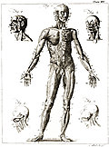 [picture: Plate XV.---Anatomy.]