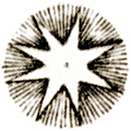 [picture: Plate XLII.---Astronomy: detail: antique star engraving]