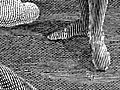 Engraving detail: stripy feet