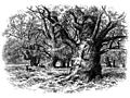 In Needwood Forest