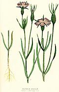 Plate 14.---Purple Cockle