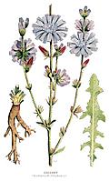 30.---Chicory, Cichorium Intybus, L.