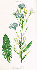 Blue Lettuce, Lactuca pulchella, DC.