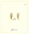 [picture: 61. Yarrow seed]