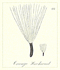 [picture: 66. Orange Hawkweed Seeds]