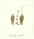 [picture: 67. Prickly Lettuce Seeds]