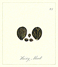 [picture: 73. Hairy Mint Seeds]