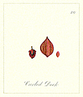 [picture: 76. Curled Dock Seeds]