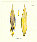[picture: 79. Quack Seeds]