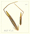 [picture: 80. Wild Oats Seeds]