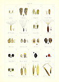 [picture: 56.---Seed Index 4.]
