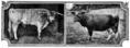 [picture: British Breeds of Cattle I (1/3)]