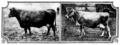 [picture: British Breeds of Cattle I (3/3)]