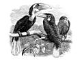 [picture: Hornbills]