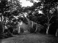 [picture: A Glade in the New Forest, Hampshire]