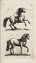 Tab. I.: Horses