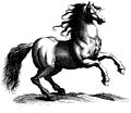 135a.---Antique engraving of a horse