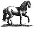 135b.---Antique engraving of a horse