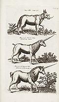 Tab. XI: Rinocerous and Unicorns