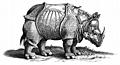 Rhinocerous (Rhinoceros, Hornnase Rhinocer) Old Engraving or Woodcut