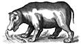 Another antique brass engraving of a Hippopotamus