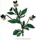 Viola tricolour---three coloured Violet