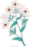 [picture: The Star Lichnedia]