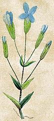 Gentiana crinita [The Fringed Gentian]