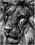 Lion Face, detail from Lions in a Cage