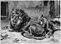 Lions in a Cage