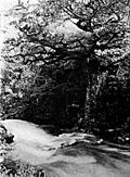 Druid's Glen