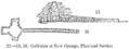 22.---Galleries at New Grange, Plan and Section