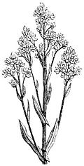 60.---Woad  (Isatis Tinctoria)