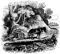74.---Welsh Agricultural Cart