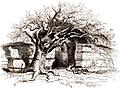 124.---Silchester.  The North Wall.
