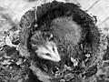 'Possum hiding in palmetto, where he has been chased by a dog