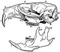 Skull and one side of mandible of Musk Rat.