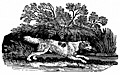 [picture: The Springer, or Cocker]