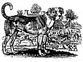 [picture: The Mastiff]