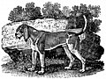 [picture: The Old English Hound]