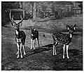 Axis Deer (Calcutta)