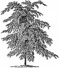Wych Elm.