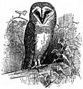 The Barn Owl (<i>Strix flammea</i>)