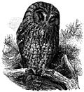 The Brown Owl (Syrnium Aluco).
