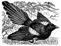 bird, a magpie