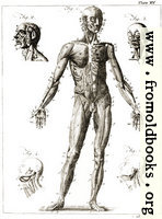 Plate XV.—Anatomy.