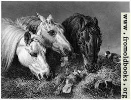 Horses eating a scanty meal
