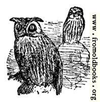 The Little Owl and the Great Owl