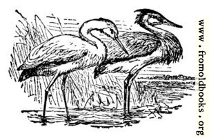 The Stork and the Heron