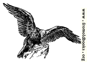 The eagle, from the book of Deuteronomy ch. 32 v. 11